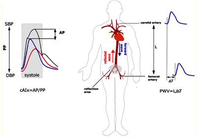 Aortic Stiffness: Epidemiology, Risk Factors, and Relevant Biomarkers